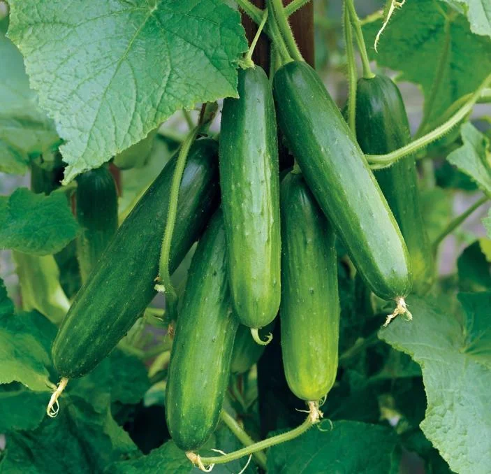 Tendergreen Burpless Cucumber Seeds - 50 Count - Easy Grow for Salads - Image 2