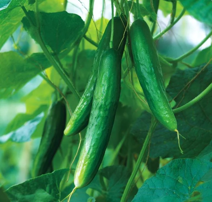 Tendergreen Burpless Cucumber Seeds - 50 Count - Easy Grow for Salads - Image 4