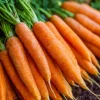 Tendersweet Carrot Seeds – 150 Seeds, Smooth Coreless Extra-Sweet Roots - Image 1