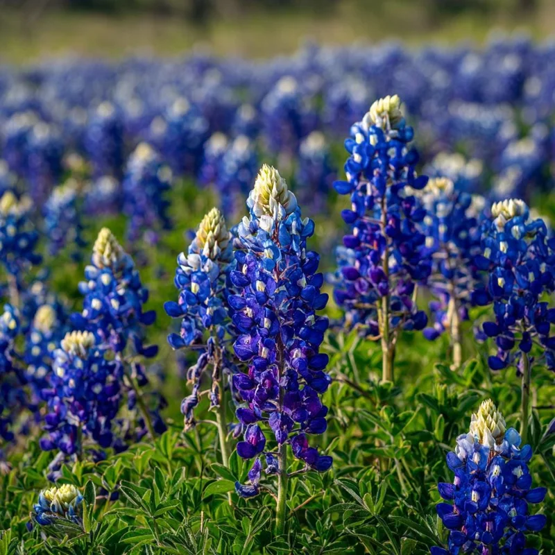 Texas Bluebonnet Seeds - Lupinus texensis - 50 Seeds - Iconic Blue Blooms, Native Wildflower - Image 5