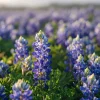 Texas Bluebonnet Seeds - Lupinus texensis - 50 Seeds - Iconic Blue Blooms, Native Wildflower - Image 1
