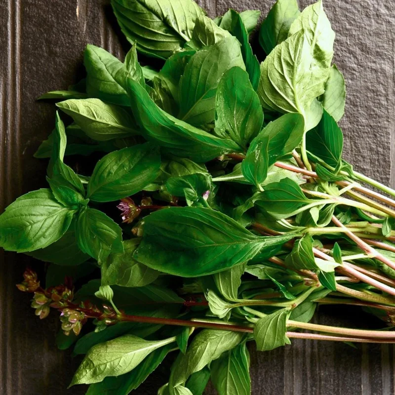 Thai Basil Seeds - 250 Heirloom Aromatic Culinary Herb Seeds for Garden - Image 2