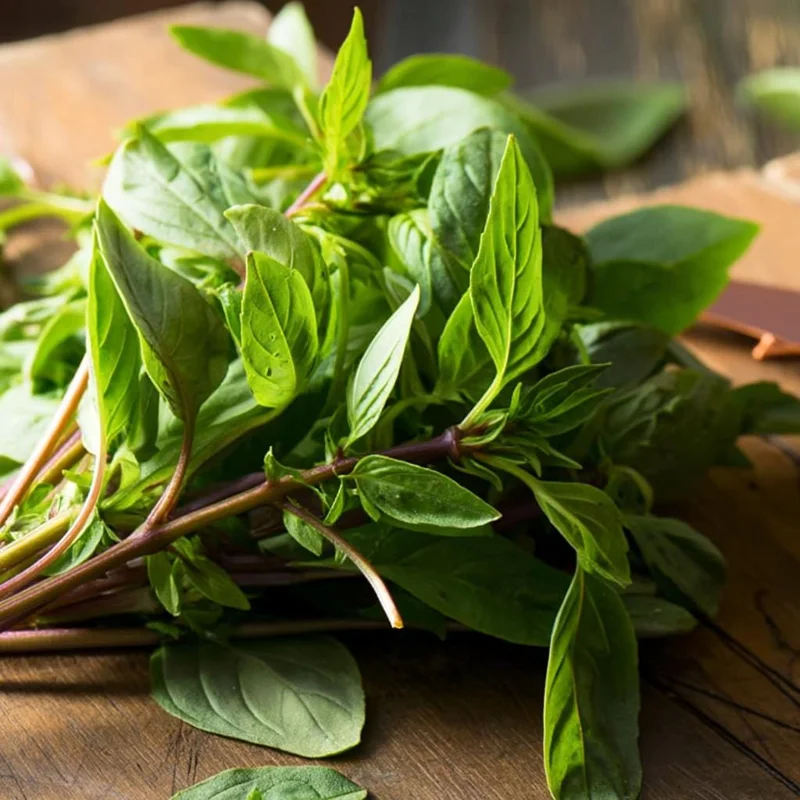 Thai Basil Seeds - 250 Heirloom Aromatic Culinary Herb Seeds for Garden - Image 1