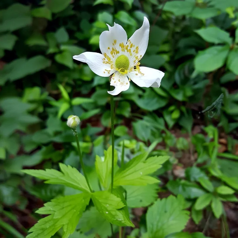 Thimbleweed Seeds - 50 Heirloom Anemone cylindrica for Pollinator Gardens - Image 2