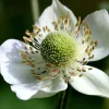 Thimbleweed Seeds - 50 Heirloom Anemone cylindrica for Pollinator Gardens - Image 1