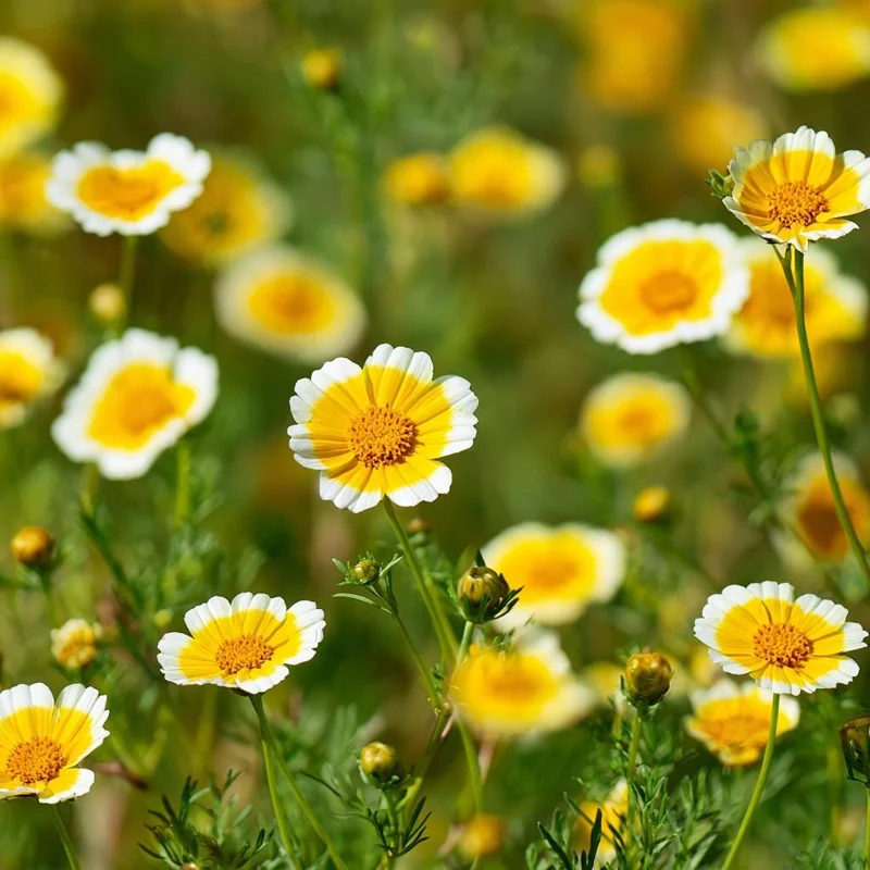 Tidy Tips Seeds – Layia platyglossa Wildflower, Yellow & White, 150 Seeds - Image 2