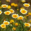 Tidy Tips Seeds – Layia platyglossa Wildflower, Yellow & White, 150 Seeds - Image 1