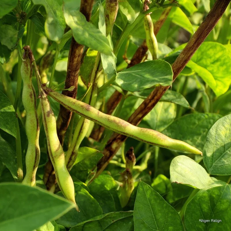 Tiger's Eye Bean Seeds – 25 Count Heirloom Bush Bean for Garden - Image 2