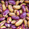 Tiger's Eye Bean Seeds – 25 Count Heirloom Bush Bean for Garden - Image 1