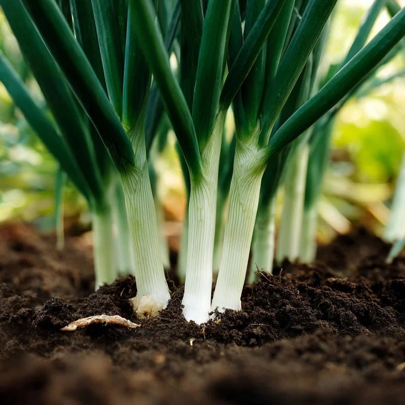 Tokyo Long White Bunching Onion Seeds - 200 Seeds for Garden & Cooking - Image 2