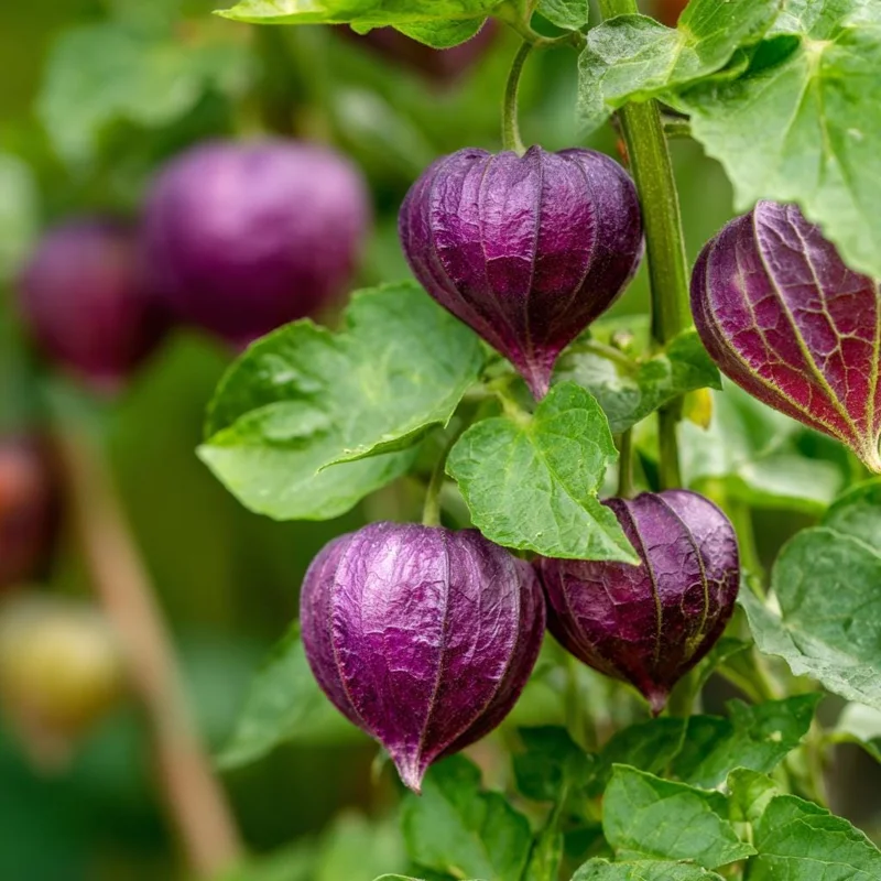Tomatillo Purple Tomato Seeds - Heirloom Chinese Lantern (30 Seeds) for Salsas - Image 3