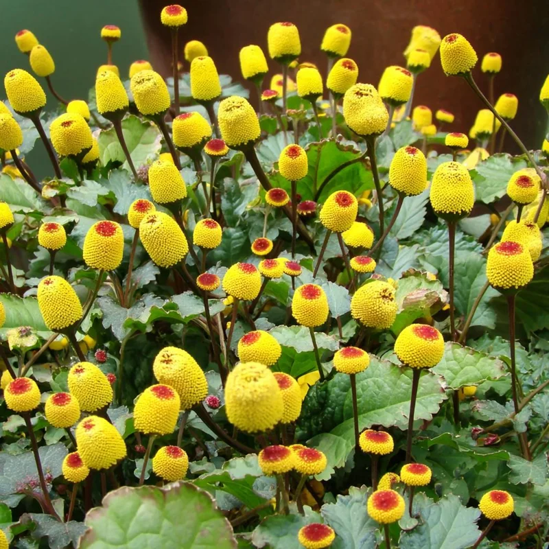 Toothache Plant Seeds 200 Count Spilanthes Oleracea Eyeball Herb - Image 2