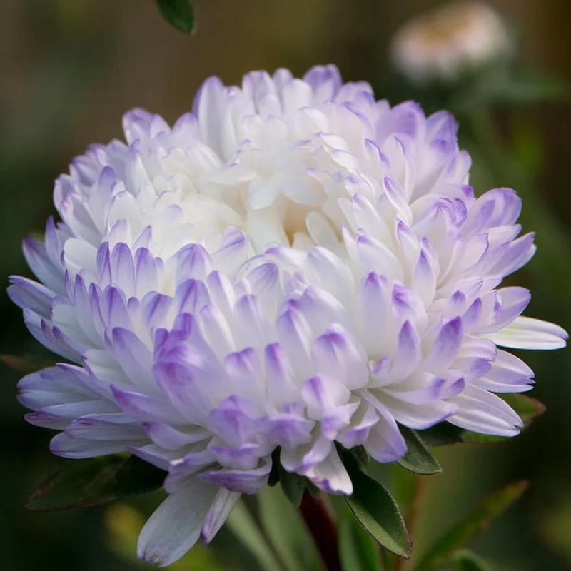 Tower Silver Aster Seeds - Peony-Type Frosted White & Lavender Flowers - 50 Seeds - Image 2