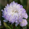 Tower Silver Aster Seeds - Peony-Type Frosted White & Lavender Flowers - 50 Seeds - Image 1