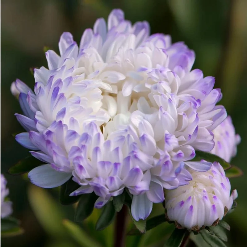 Tower Silver Aster Seeds - Peony-Type Frosted White & Lavender Flowers - 50 Seeds - Image 1