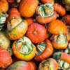Turks Turban Pumpkin Seeds | 10 Count Heirloom Decorative Edible Winter Squash - Image 1