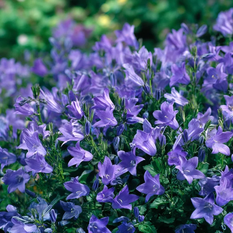 Tussock Bellflower Seeds – Heirloom Campanula carpatica – 700 Seeds – Outdoor - Image 2