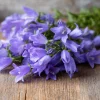 Tussock Bellflower Seeds – Heirloom Campanula carpatica – 700 Seeds – Outdoor - Image 1
