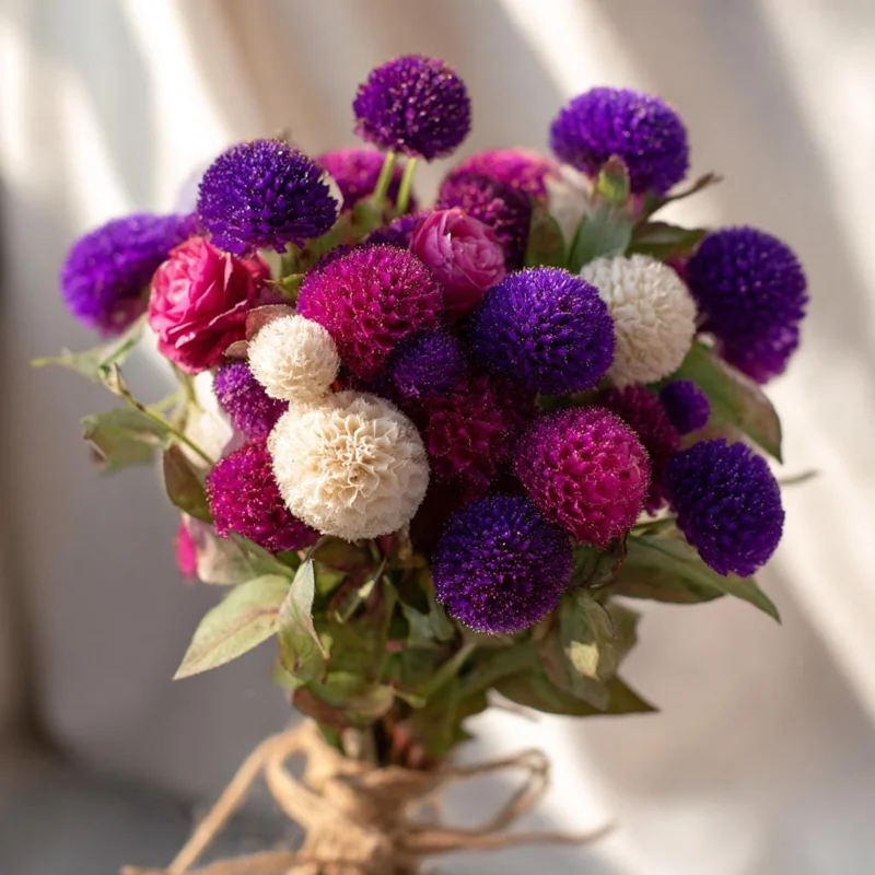 Twilight Purple Globe Amaranth Seeds - 50 Seeds - Long-Lasting Blooms - Image 4