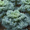 Vates Blue Curled Kale Seeds - 300 Count - Cold Hardy Nutritious Leafy Greens for Garden - Image 1