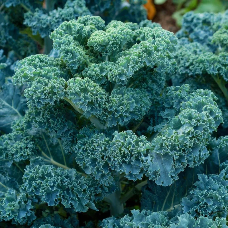 Vates Blue Curled Kale Seeds - 300 Count - Cold Hardy Nutritious Leafy Greens for Garden - Image 3