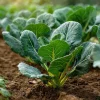 Vates Collard Seeds – Heirloom Leafy Green Vegetable – Approx. 200 Seeds - Image 1