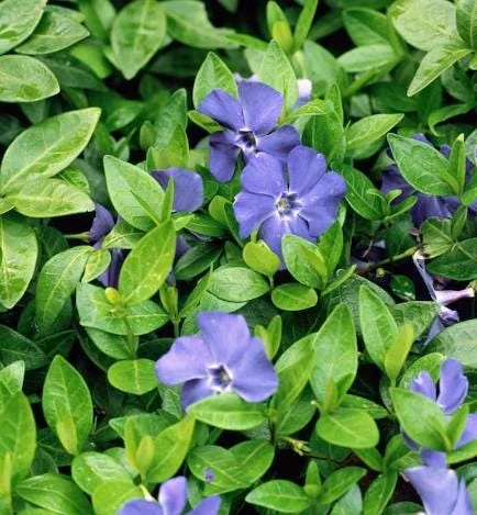 Vinca Minor Bowles Periwinkle Live Plant – 2 Plants, 4 Inch Pots – Evergreen Groundcover - Image 2