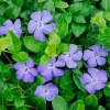Vinca Minor Bowles Periwinkle Live Plant – 2 Plants, 4 Inch Pots – Evergreen Groundcover - Image 1