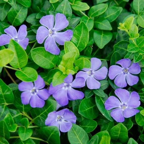 Vinca Minor Bowles Periwinkle Live Plant – 2 Plants, 4 Inch Pots – Evergreen Groundcover - Image 1