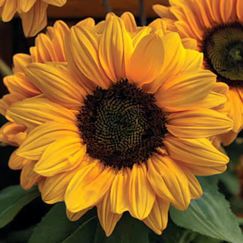 Vincent Choice F1 Sunflower Seeds - 20 Untreated Helianthus Annus Seeds for Garden - Image 2