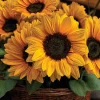 Vincent Choice F1 Sunflower Seeds - 20 Untreated Helianthus Annus Seeds for Garden - Image 1