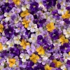 Viola Sorbet Series Mix Seeds – Multicolor Flowers – 25 Seeds – Outdoor/Indoor - Image 1