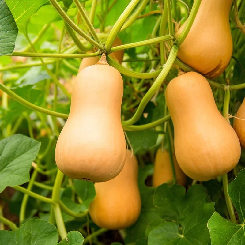 Waltham Butternut Squash Seeds - 25 Seed Pack, Sweet Nutty Flavor - Image 2