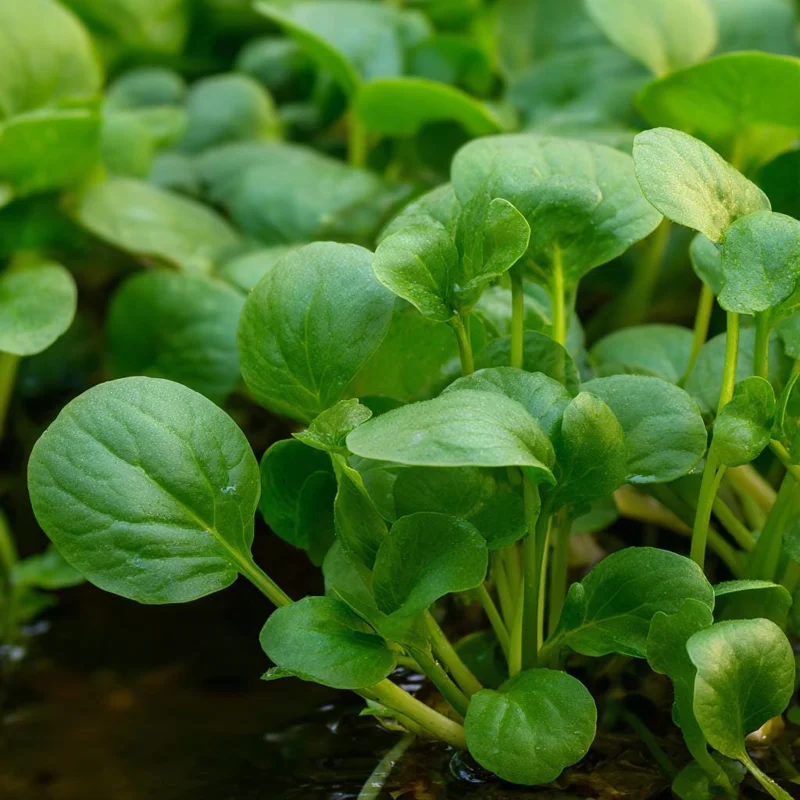 Watercress Seeds – Nasturtium officinale – 200 Seeds – Aquatic Herb - Image 2