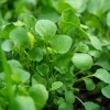 Watercress Seeds – Nasturtium officinale – 200 Seeds – Aquatic Herb - Image 1