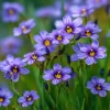 Western Blue Eyed Grass Seeds - Sisyrinchium bellum - 100 Seeds - Native Wildflower - Image 1