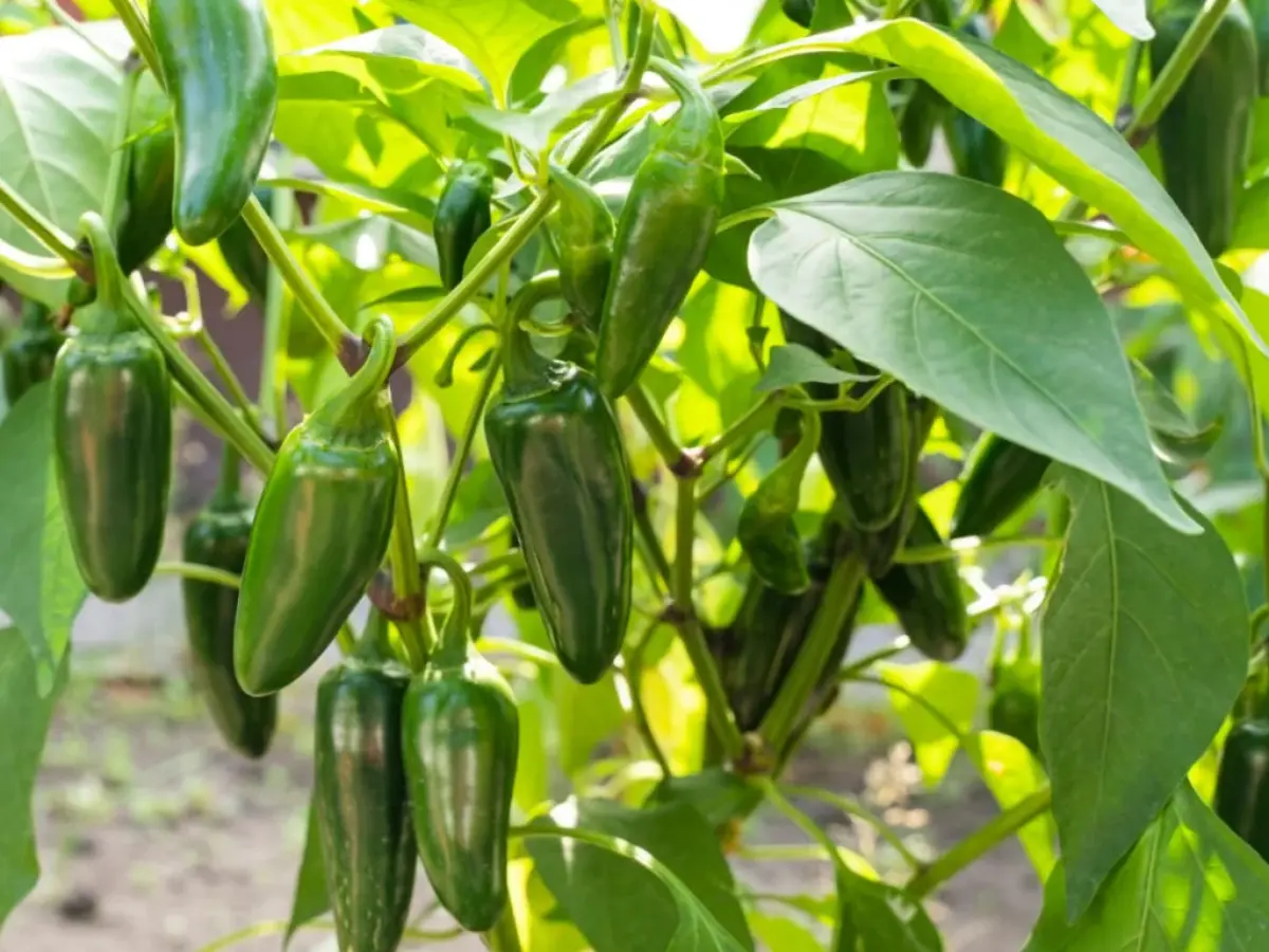 How to Grow Jalapeño Peppers From Seeds: A Step-by-Step Guide