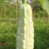 White Bitter Gourd Seeds – Heirloom Ivory Bitter Melon for Asian Cuisine – 10 Seeds - Image 1