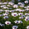 White Cape Daisy Seeds - 60 Count Osteospermum Perennial Blooms - Image 1