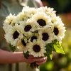 White Nite Sunflower Seeds – 20 Seeds – Creamy-White Blooms – Easy-to-Grow Annual - Image 1