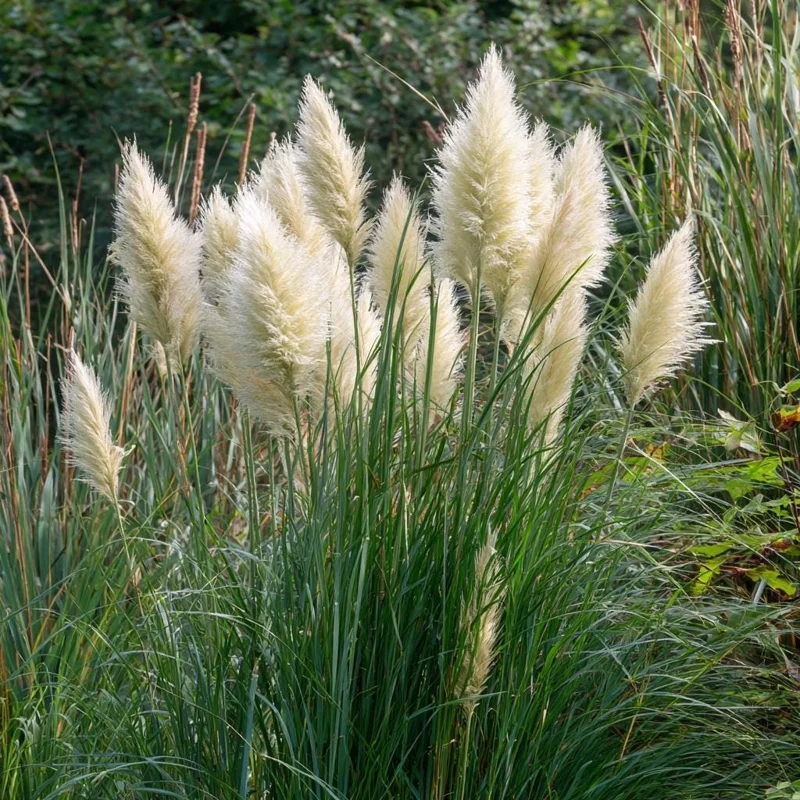 White Pampas Grass Seeds – 100 Count – Elegant Plumes, Drought-Tolerant Outdoor - Image 2