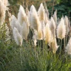 White Pampas Grass Seeds – 100 Count – Elegant Plumes, Drought-Tolerant Outdoor - Image 1