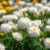 White Swan F1 Marigold Seeds - 20 Count, Edible Flowers, Long-Blooming Annual - Image 1