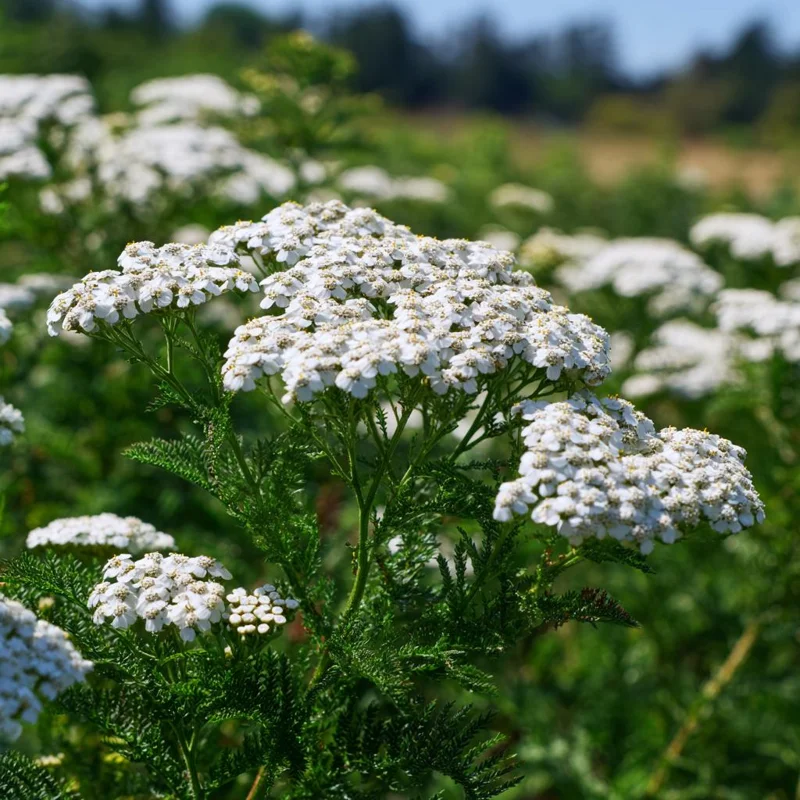 White Yarrow Seeds – 500 Achillea millefolium Perennial Seeds – Drought-Tolerant Outdoor - Image 2