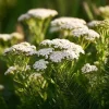 White Yarrow Seeds – 500 Achillea millefolium Perennial Seeds – Drought-Tolerant Outdoor - Image 1