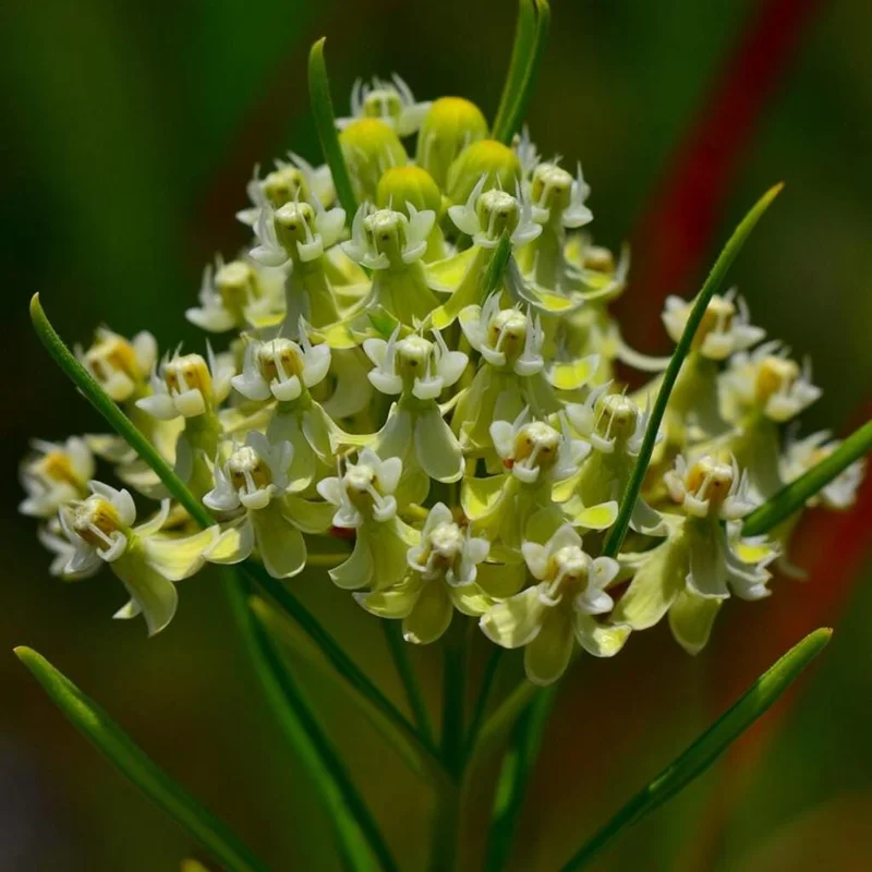 Whorled Milkweed Seeds - 50 Seeds, Native Pollinator Plant for Gardens - Image 2