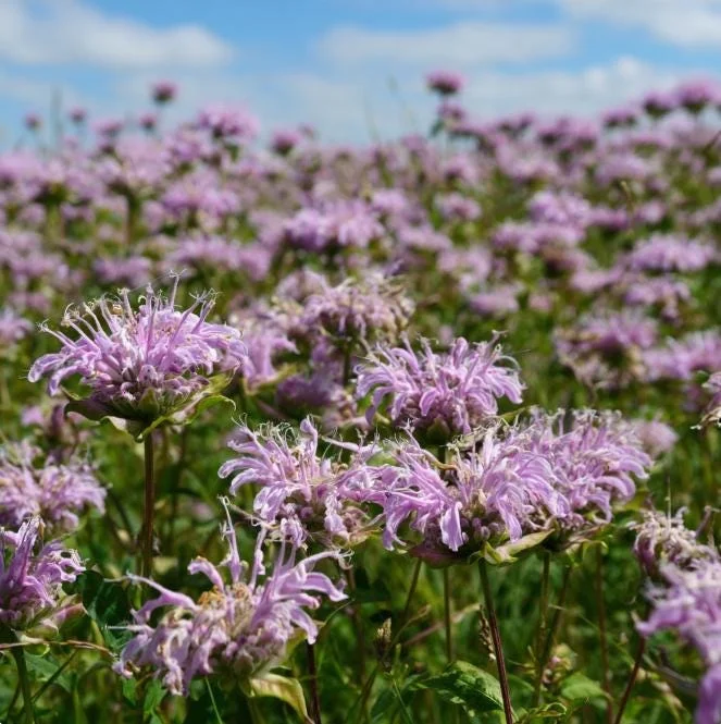 Wild Bergamot Seeds – Monarda fistulosa Seeds – 150 Count – Fragrant Purple Blooms – Pollinator Friendly - Image 2