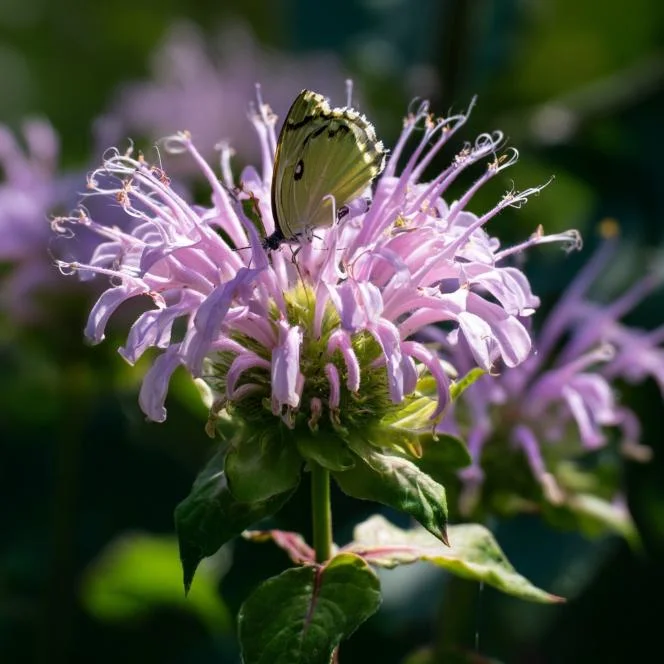 Wild Bergamot Seeds – Monarda fistulosa Seeds – 150 Count – Fragrant Purple Blooms – Pollinator Friendly - Image 3