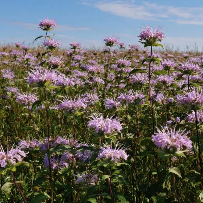Wild Bergamot Seeds – Monarda fistulosa Seeds – 150 Count – Fragrant Purple Blooms – Pollinator Friendly - Image 4