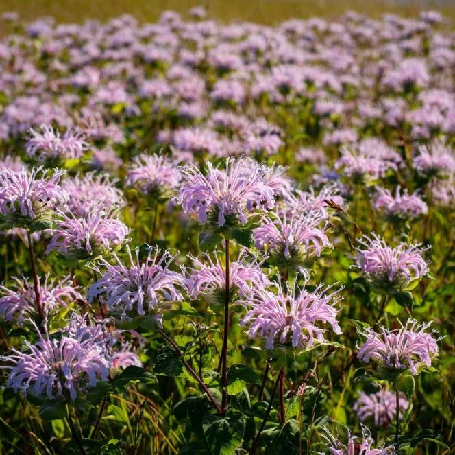 Wild Bergamot Seeds – Monarda fistulosa Seeds – 150 Count – Fragrant Purple Blooms – Pollinator Friendly - Image 5